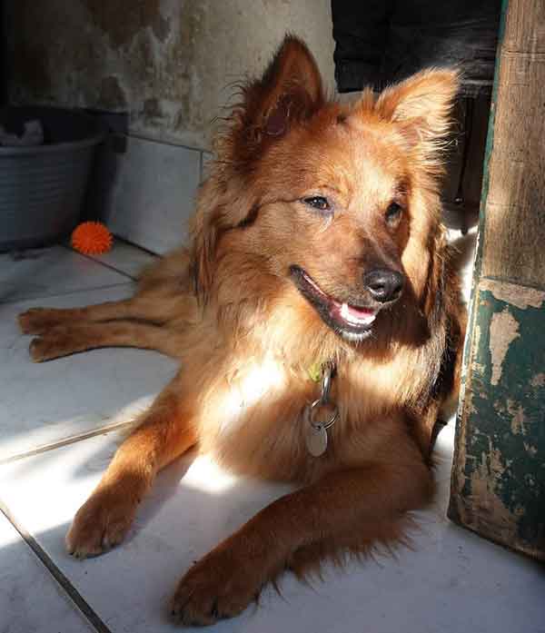 roxy